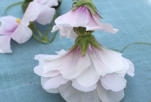 Кукла из мальвы.  Фото из открытых источников. 