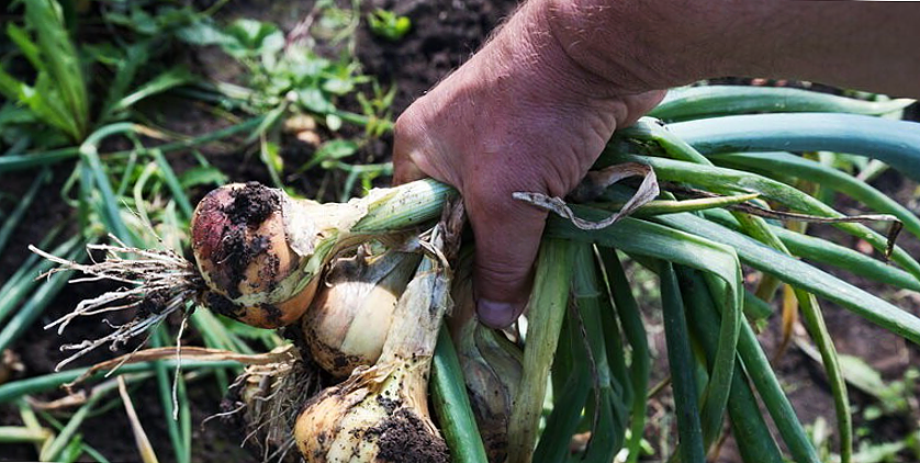 Собираем отличный урожай чеснока.