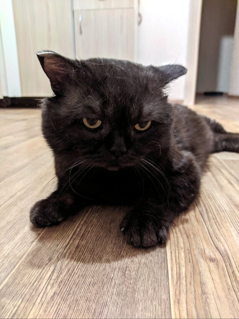 Ходит только на кухню, покушать