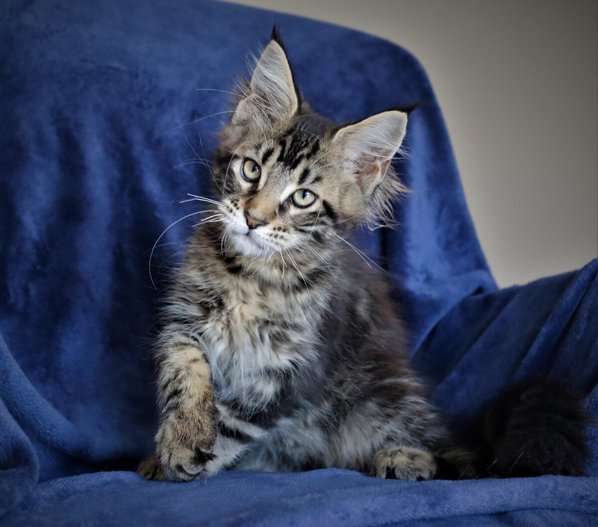 Фото из личного архива. Котенок мейн-кун Рики, сегодня ему и его сестре исполнилось 3 месяца.