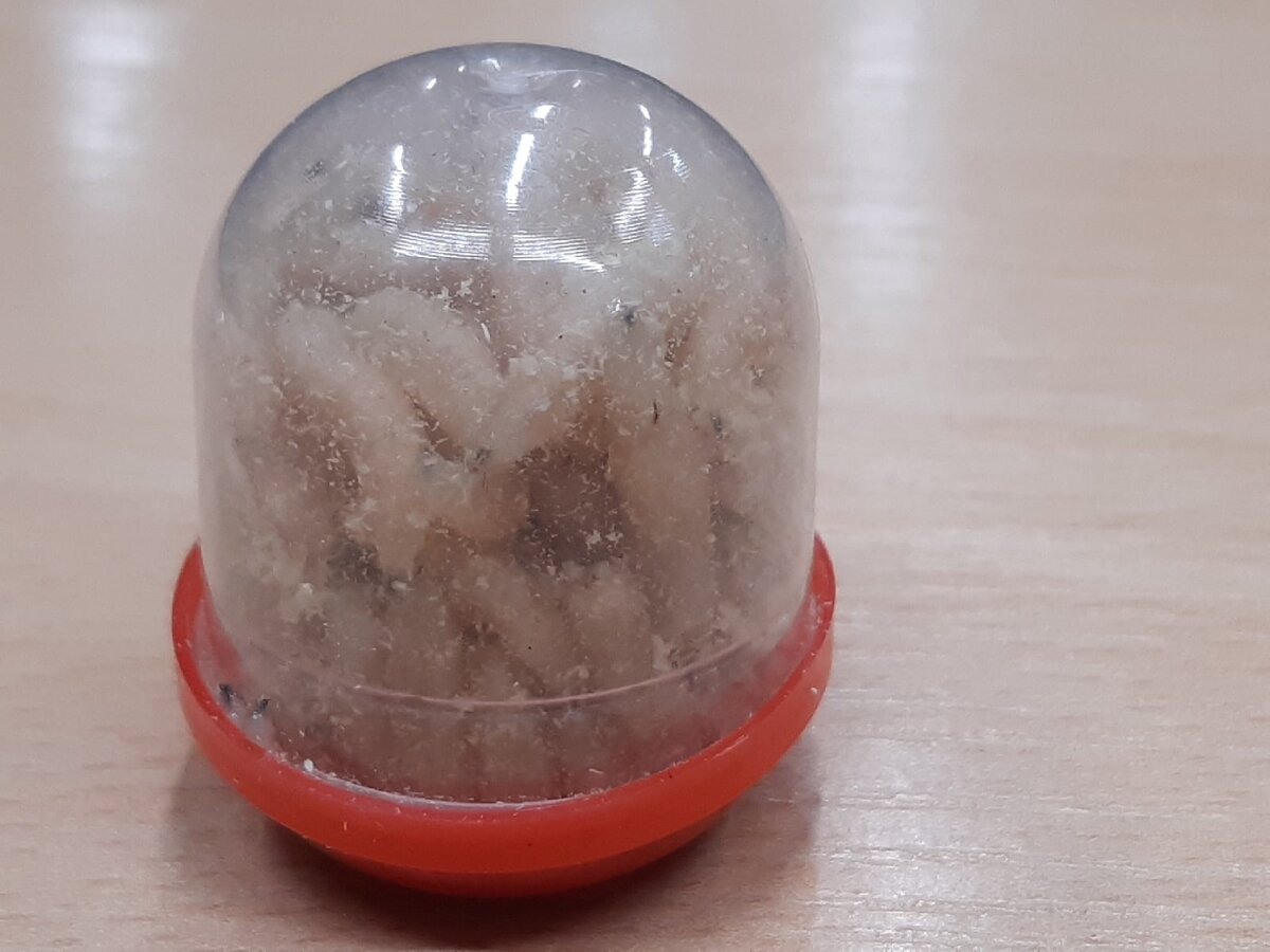 Живая наживка, опарыш белый