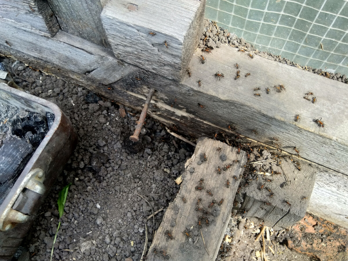 Фото автора. Вот такая возня в теплице целый день, да ещё где-то филиал строят - носятся целый день куда-то в другой конец теплицы. 