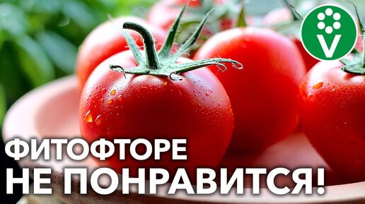 СЕКРЕТНОЕ СРЕДСТВО ОТ ФИТОФТОРЫ ТОМАТОВ