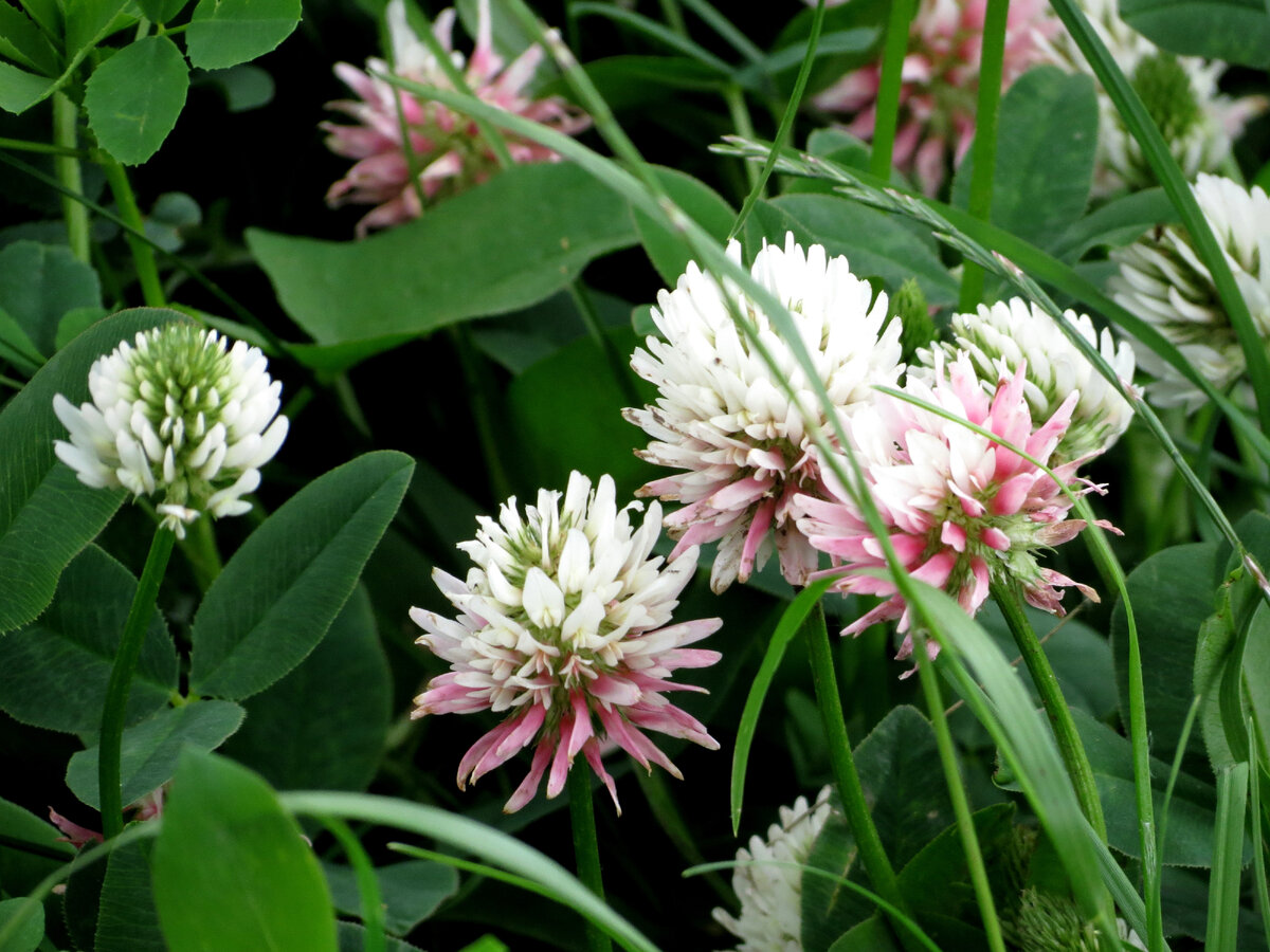 Утром у дома, с собакой выползли гулять, смотрю клевер. Правда мило, держите...