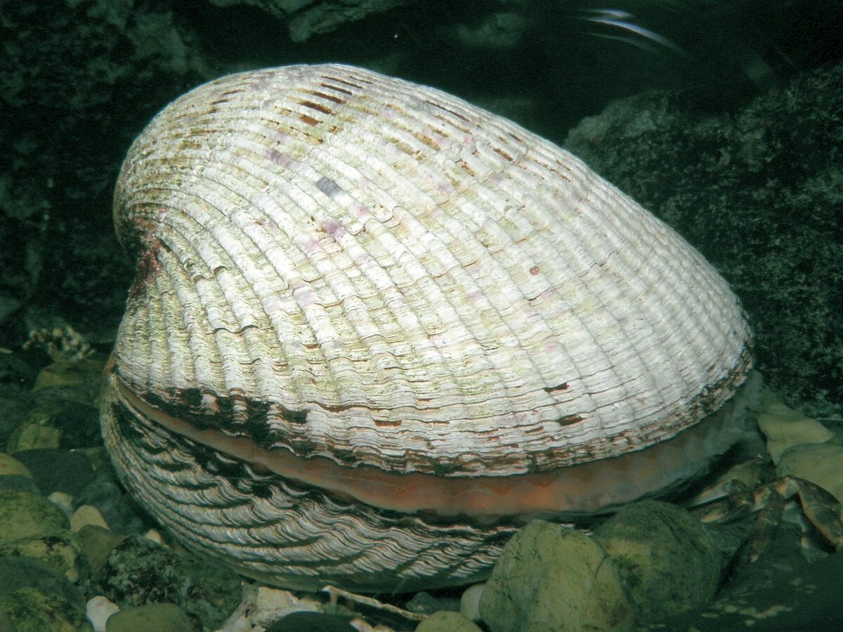 Двустворчатый моллюск Аандара Броутона, семейство Арки.
