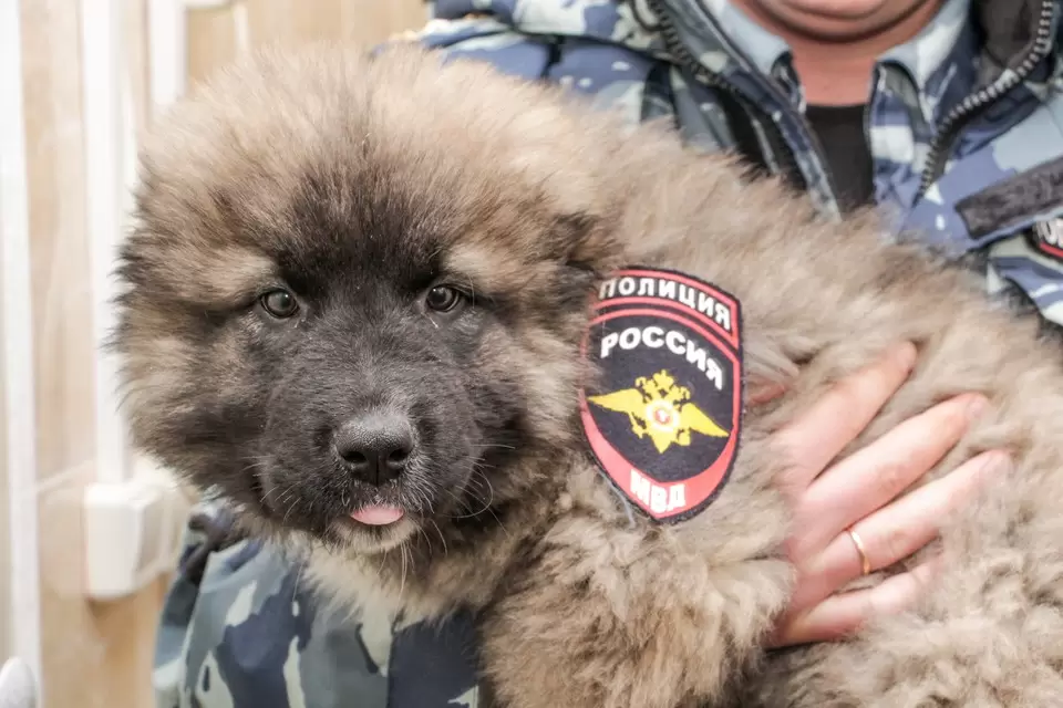 Кавказская овчарка: Прекрасный пёс, которого я себе никогда не возьму и не посоветую другим5