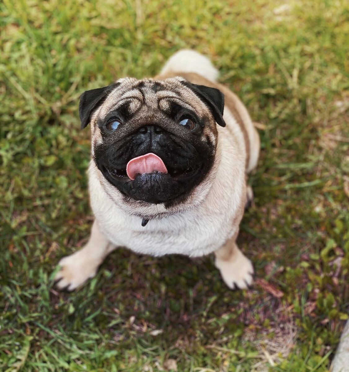 Источник Instagram @berriethepug Наше фото