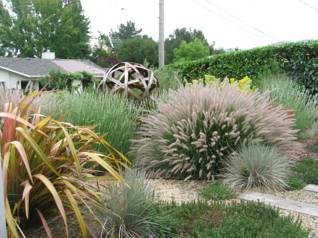 Рennisetum orientale 'Karley Rose'