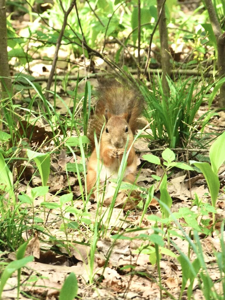 Рыжая красавица в сосновом лесу