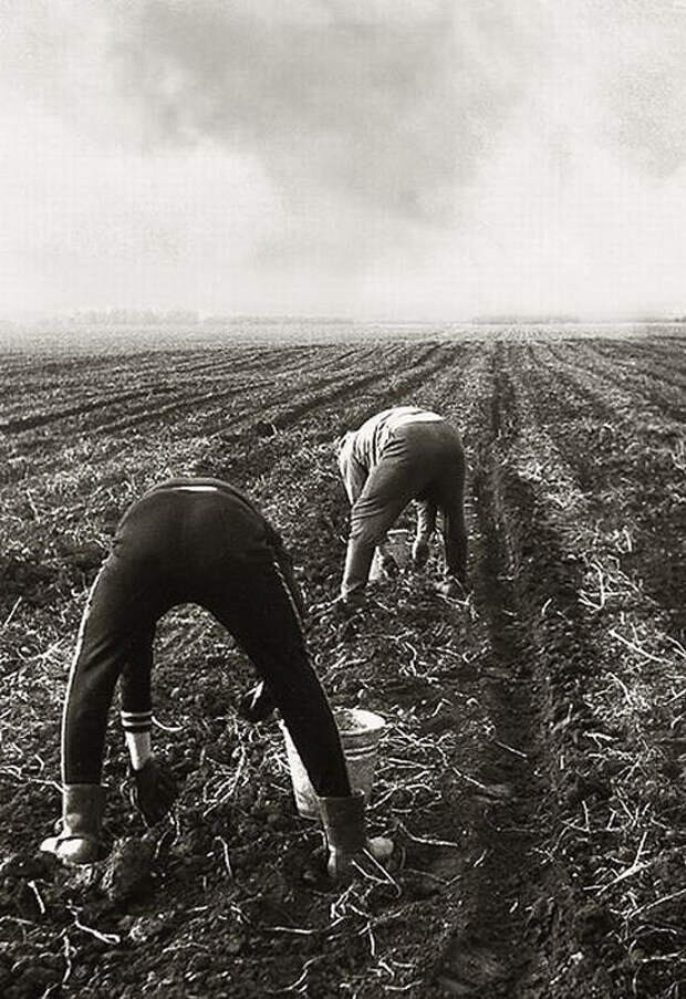 Советская традиция посылать студентов «на картошку» забыта. А вот воспоминания об этих поездках живы.                  -2