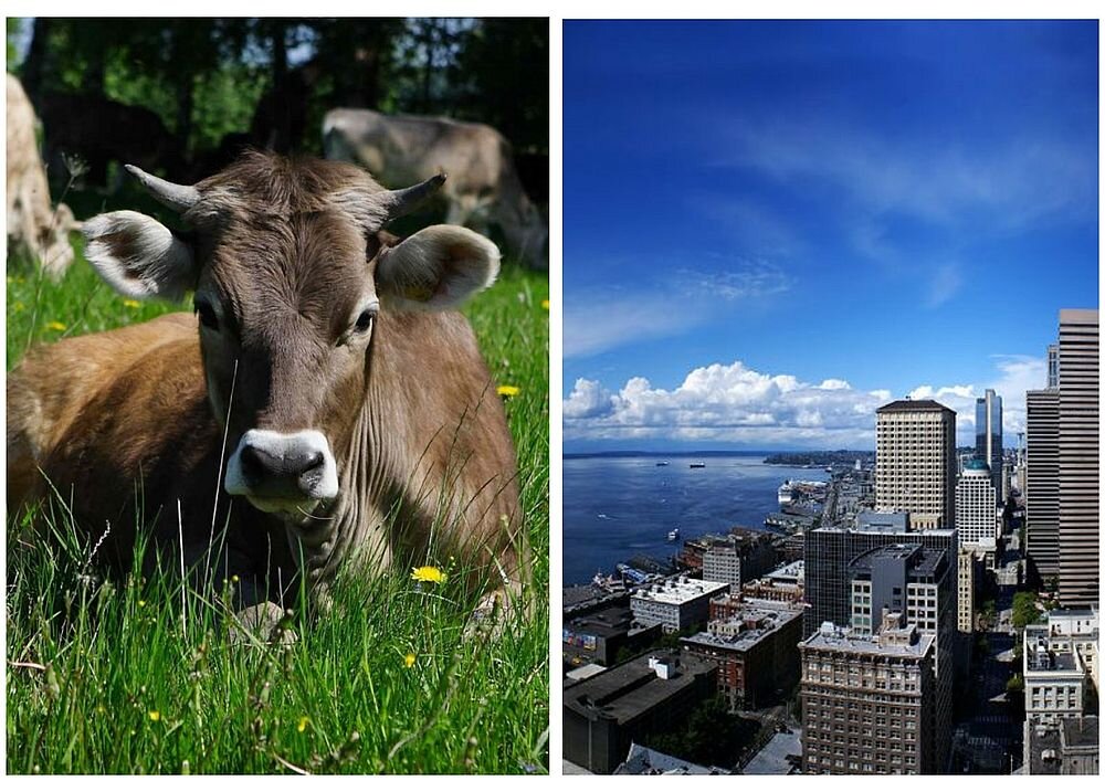 Город или деревня? Где легче