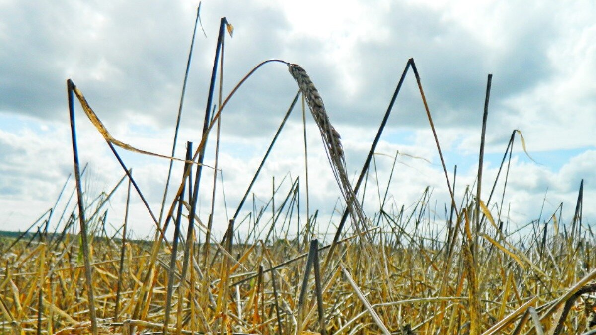 Фото:skr.su Эксперт назвала риски, с которыми может столкнуться АПК из-за климата.