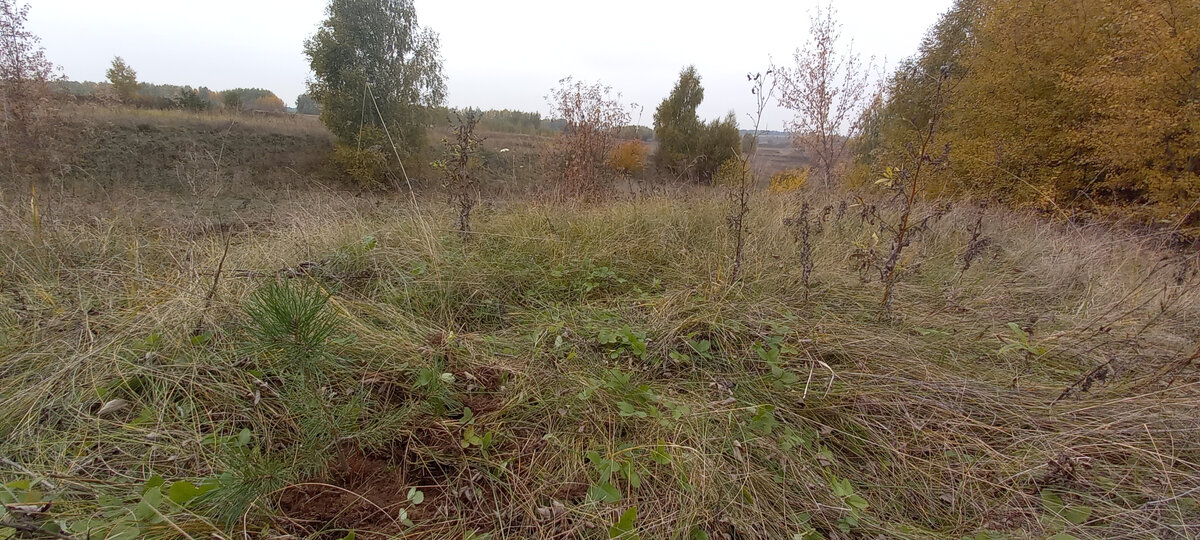 Это самый крупный саженец из всех