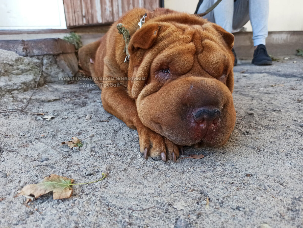 Грустная Плюшка.