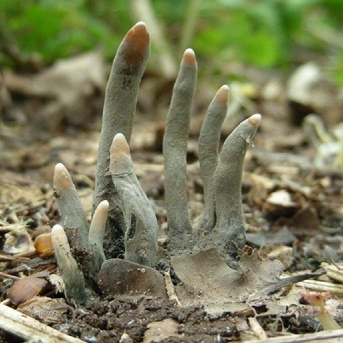 Гриб ксилярия многообразная алматы. Гриб Xylaria polymorpha. Ксилария многообразная пальцы мертвеца. Гриб Ксилярия многообразная. Гриб Ксилярия пальцы мертвеца.