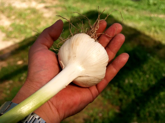 Добавьте описание