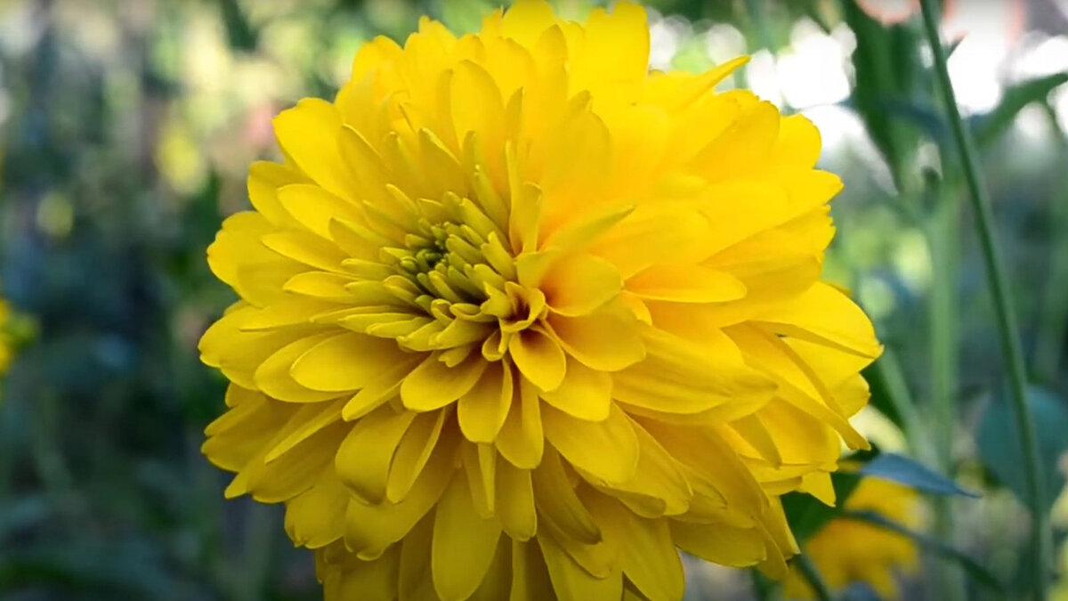 Рудбекия рассечённая