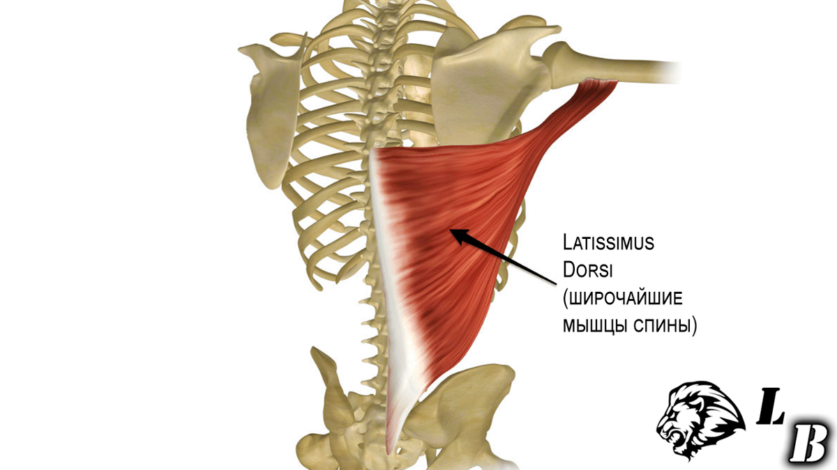 Широчайшие закреплены к кости нашей руки. И когда они сокращаются, то как бы тянут ее в положение "руки по швам"