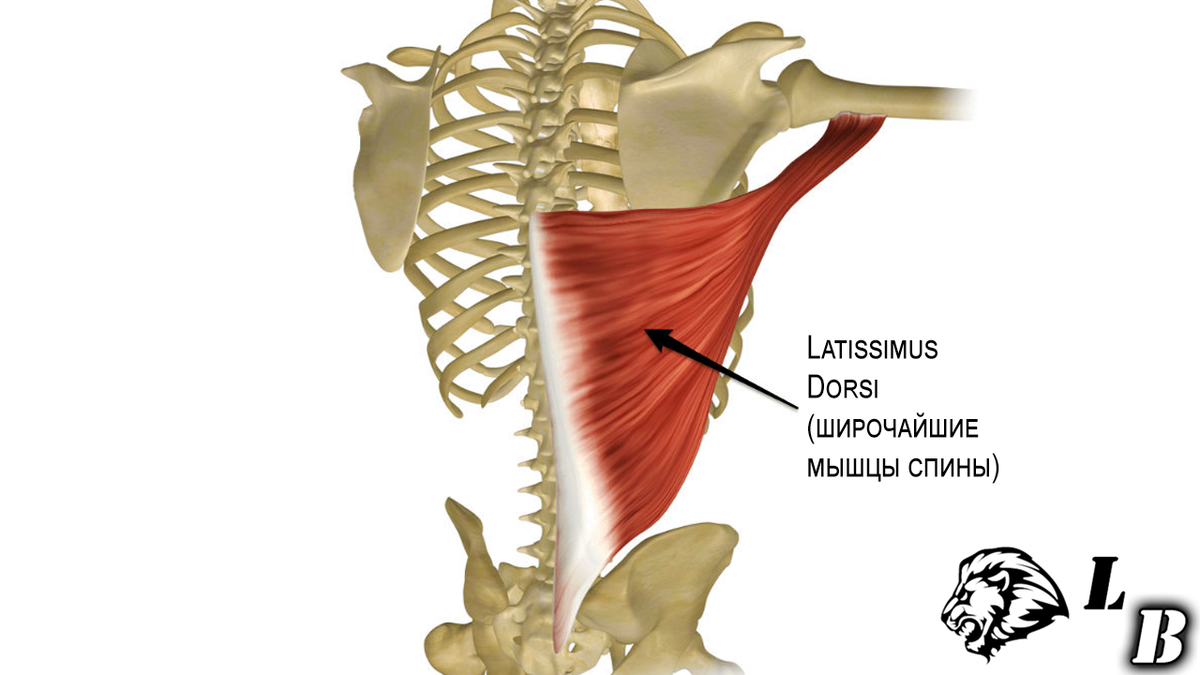 Lat prayers - лучшее упражнение для широчайших? Научный разбор! | LionBody  - фитнес по науке! | Дзен