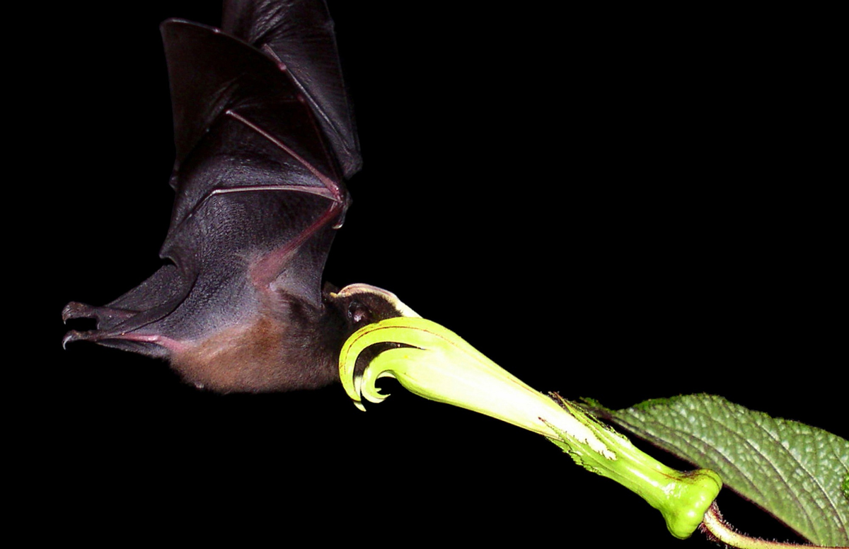 О нет, спасайте Саню, оно его схватило!