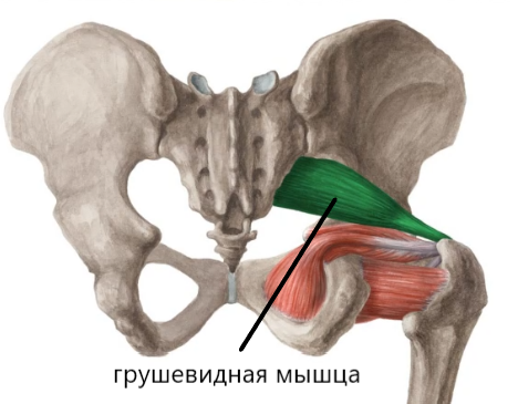 Глубокие ротаторы бедра (в том числе и грушевидная мышца)