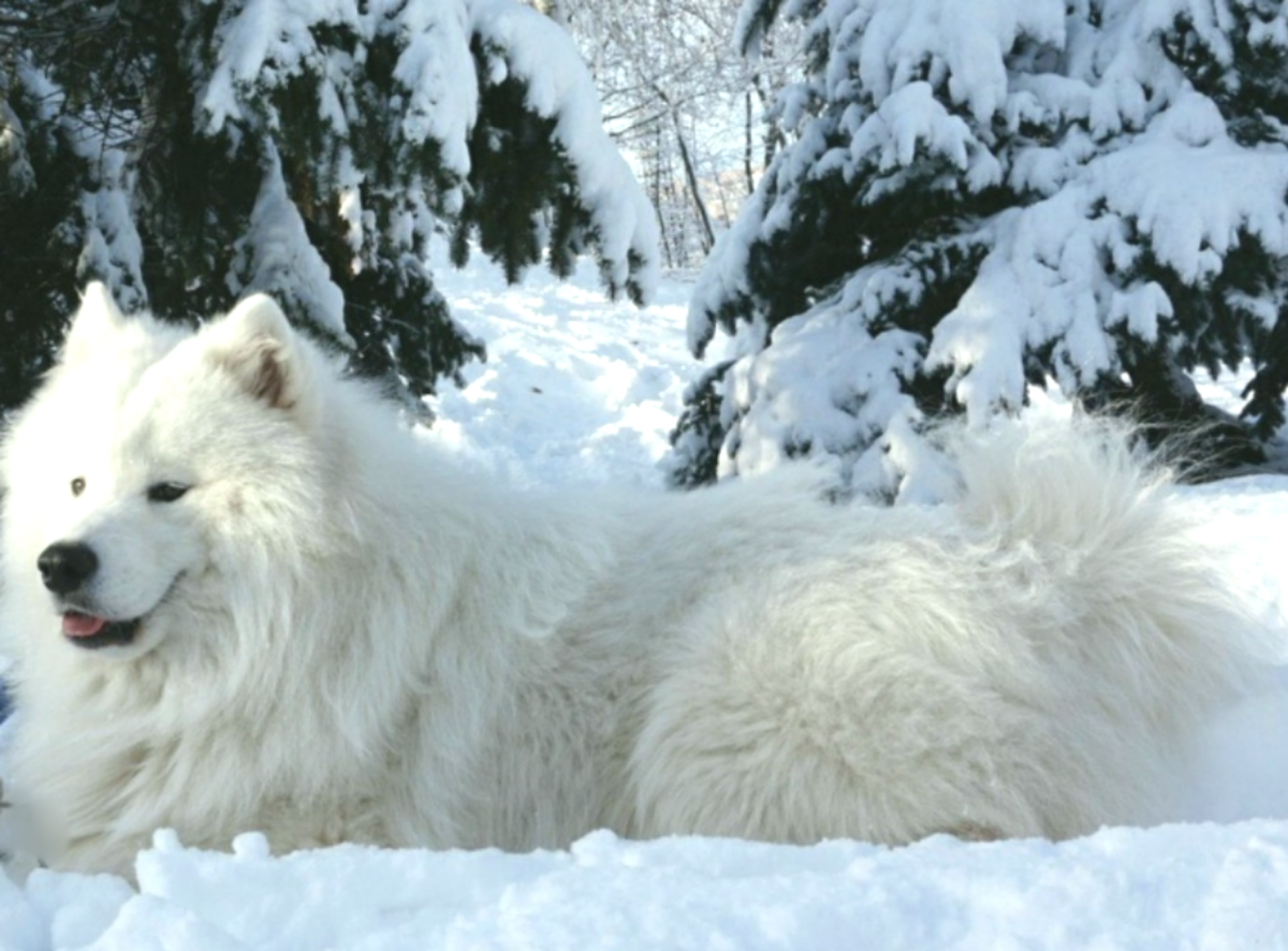 Самоедский шпиц