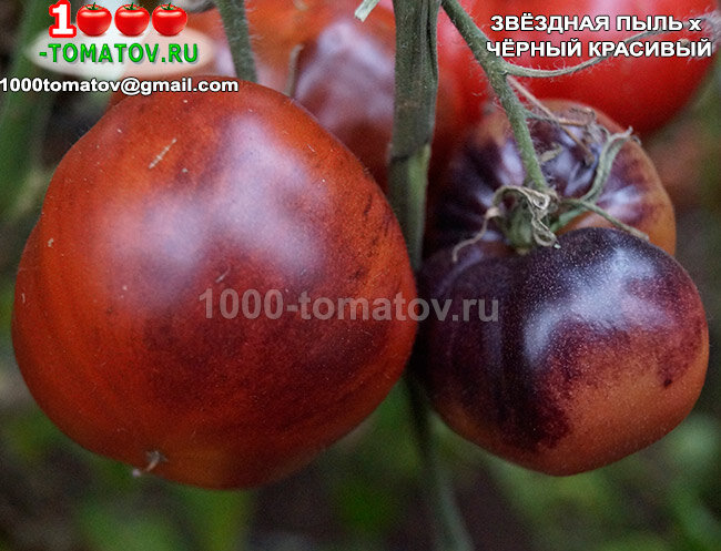 Томат Звёздная Пыль Х Чёрный Красивый фото 2