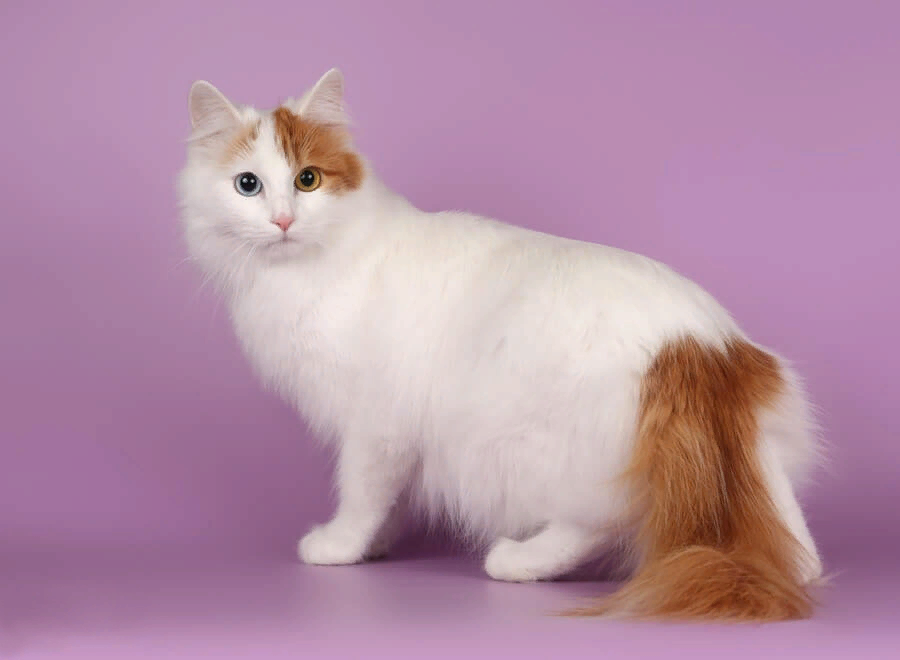 Порода кошек рыже белого окраса. Турецкий Ван. Турецкий Ван порода кошек. Ван (турецкая кошка Ван). Турецкий Ван длинношёрстный.
