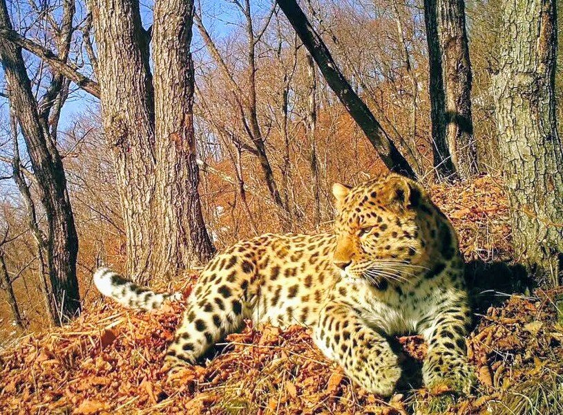 Дальневосточный леопард.