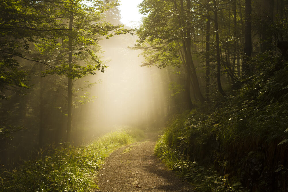 Отношения с мужчиной Девой на начальном этапе могут напоминать прогулку в незнакомом лесу