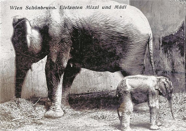 Слоненок, рожденный в 1906 году