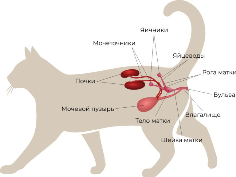 Размножение кошек. Репродуктивная система. Половая зрелость. Течка |  Капитан Рыжебород | Дзен