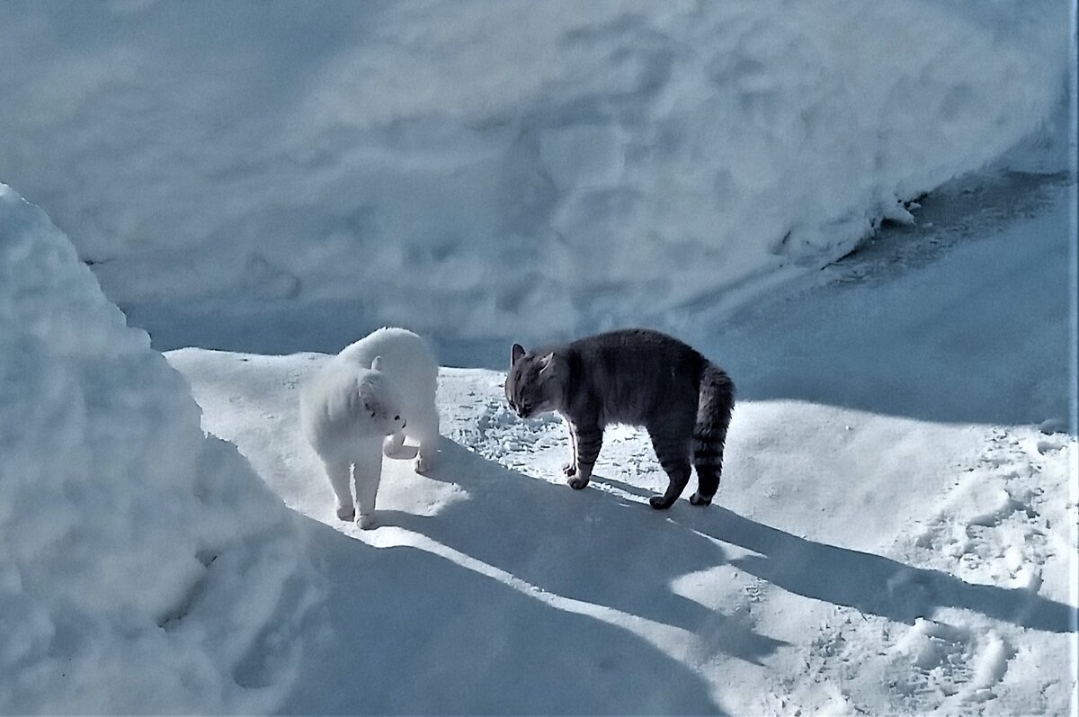 Соперницы. Фото автора канала.