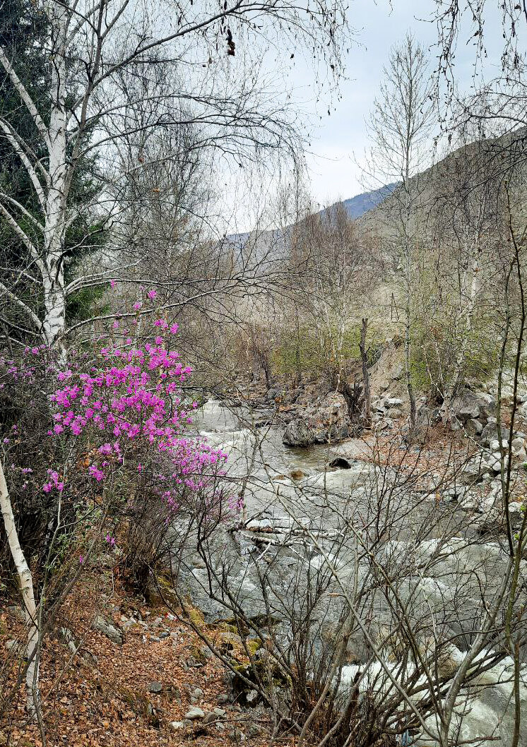 Маральник.  Фото автора