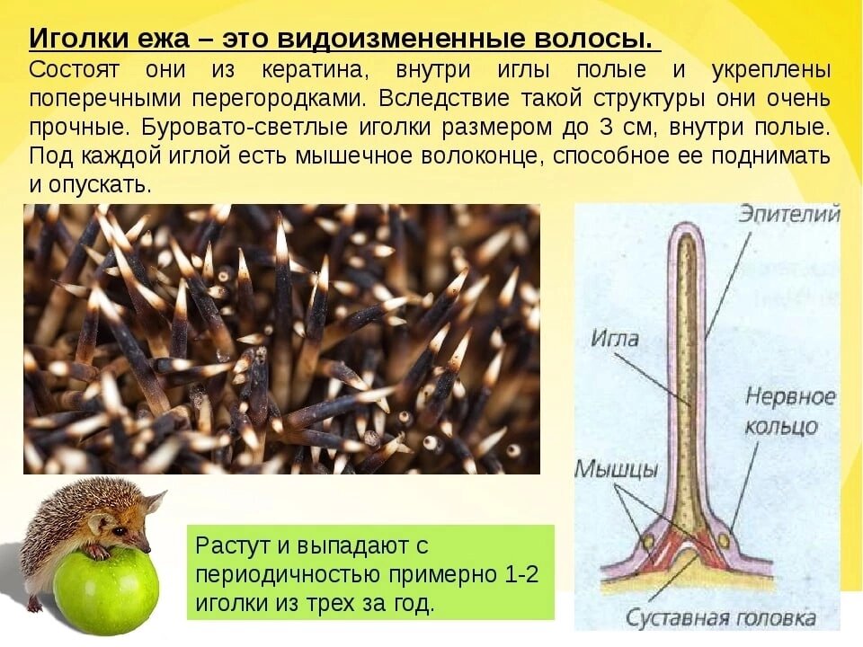 Особенности строения ежа. Строение иголки ежа. Иглы ежа строение. Структура иголок ежа. Из чего состоят иглы ежа.