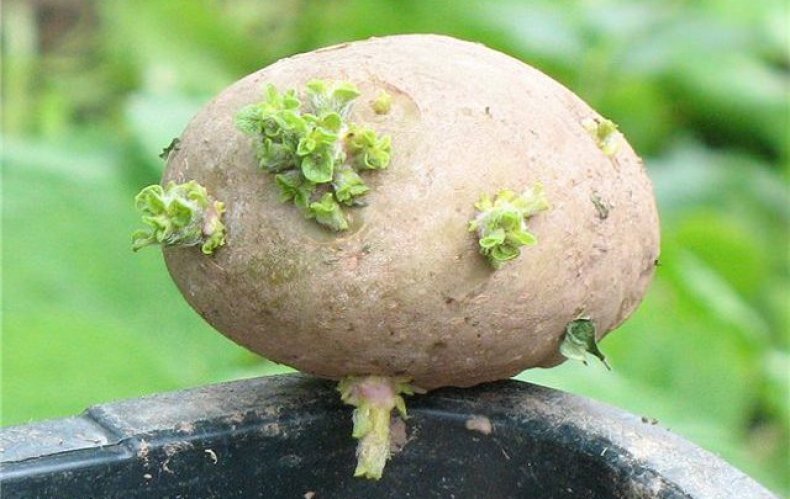 Клубень картофеля и ус садовой земляники. Пророщенный клубень картофеля. Прорастание Глазков картофеля. Ростки картофеля. Картошка с ростками.