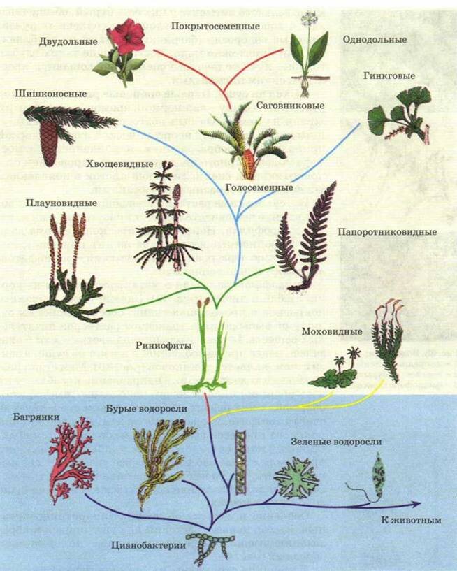 Схема происхождения высших растений 5. Эволюционные преобразования органов растений. Эволюция растений водоросли.