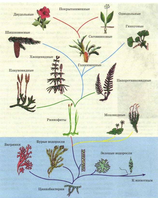 Появления основных групп растений на земле