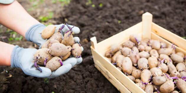 Как чтобы собрать большой урожай, посадить картошку и ухаживать за ней.