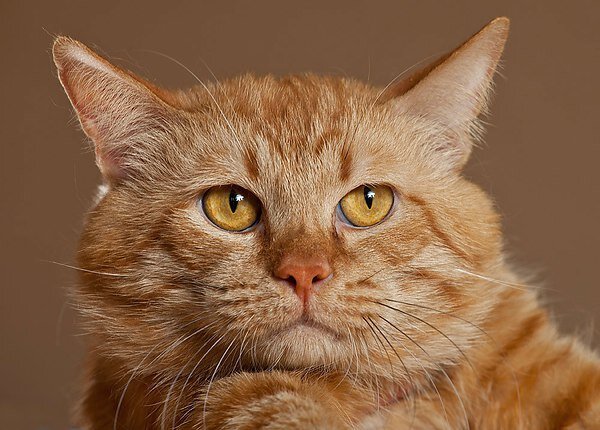 Жёлтоглазик, источник фото - https://clck.ru/sHuJG