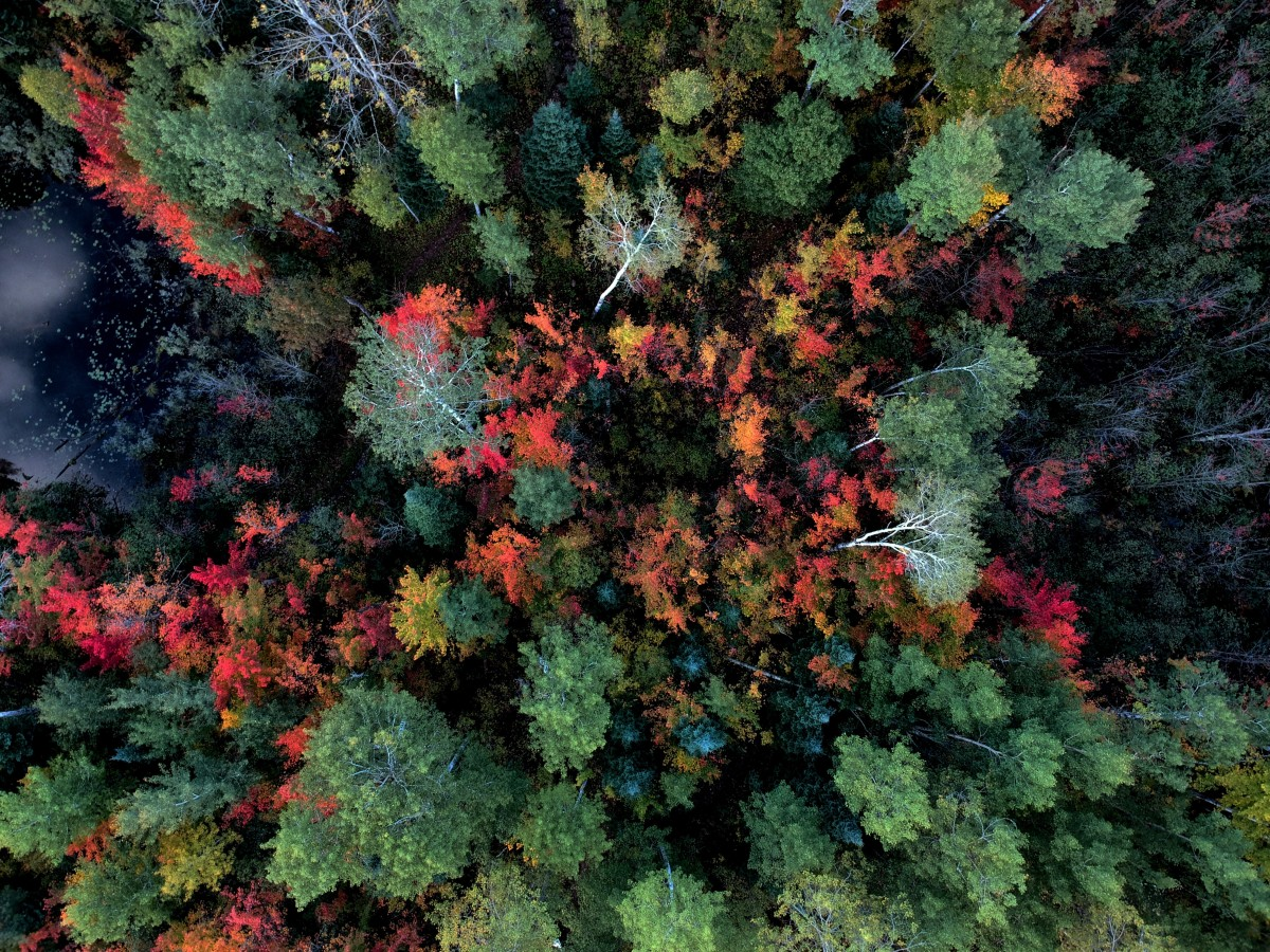 Фото: pxhere.com