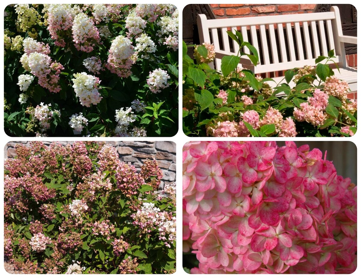 How Long Does It Take To Turn a Pink Hydrangea Blue? Pink hydrangea, Planting hy