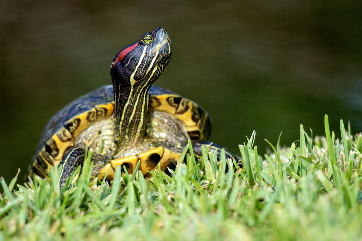     Что едят красноухие черепахи: составляем рацион для питомца