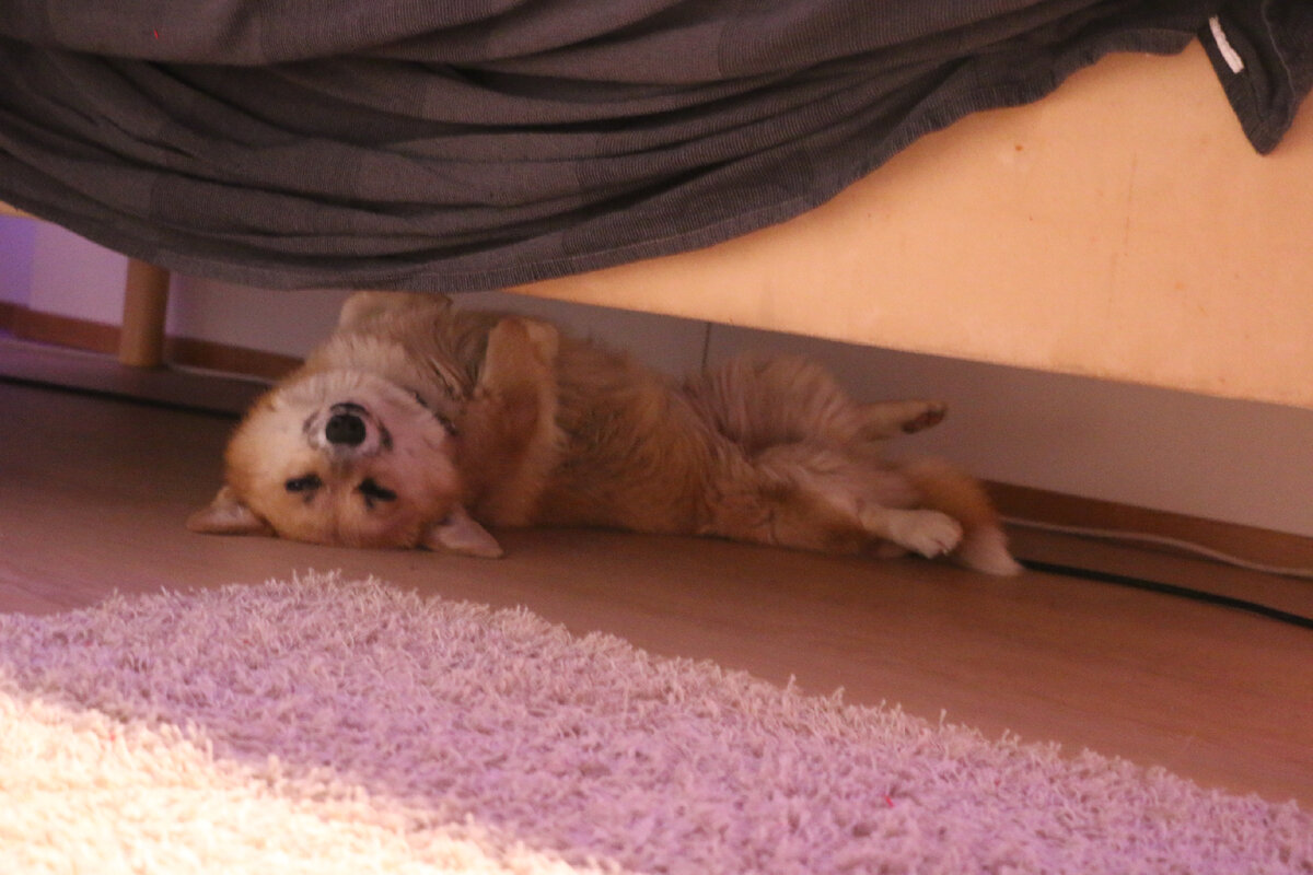 Почему собаки спят на спине? | 6afia 9tudio: Собаки в цифре | Дзен