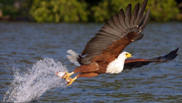 ��� ��������� ���� ��� ����, ����� ��������� ���������� ����. 