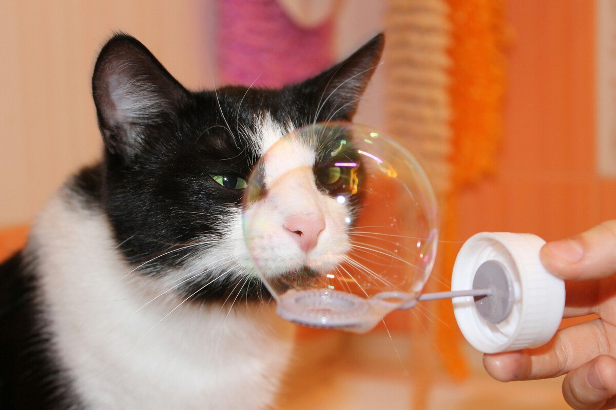 Уши направлены вперёд. Фото автора