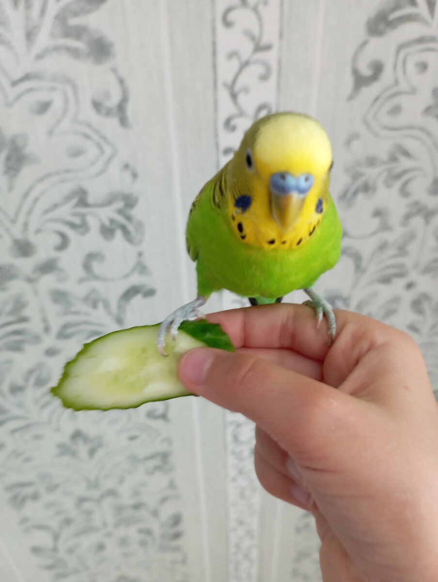 Тиша на шпагате. 🤣🐾🦜