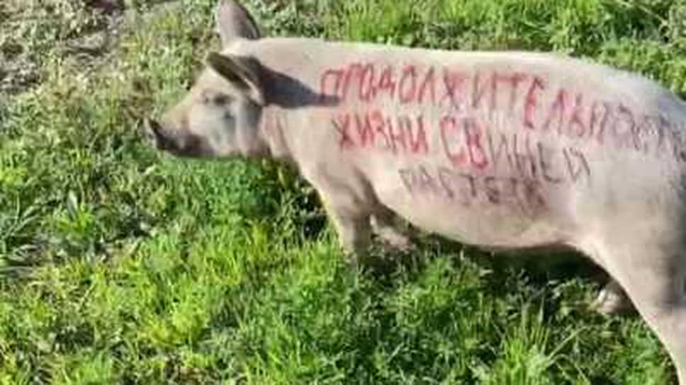 Фото: скриншот видео📷Свинья, раскрашенная для проведения предвыборной акции в Абакане