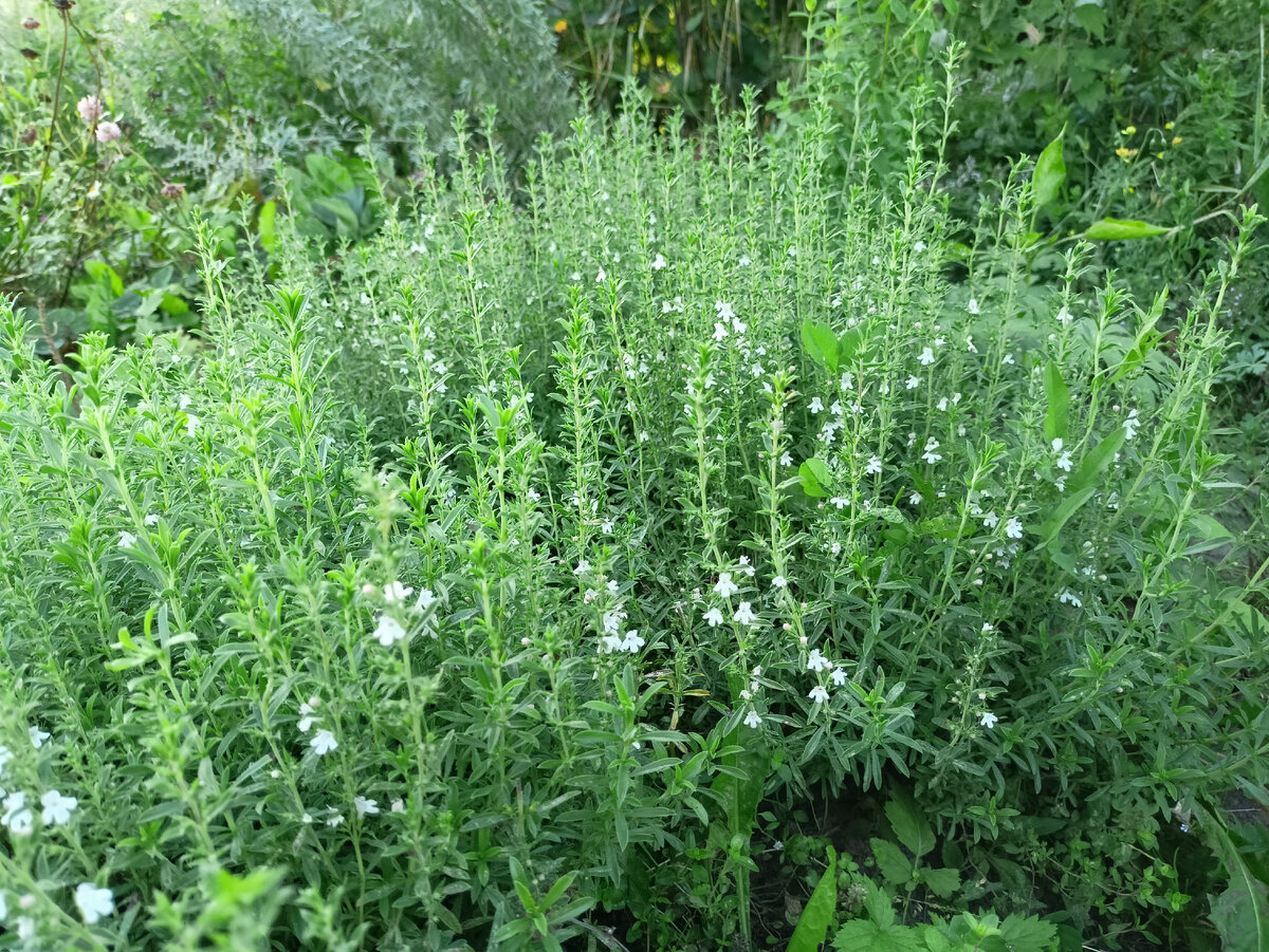 Кустики чабёрчика