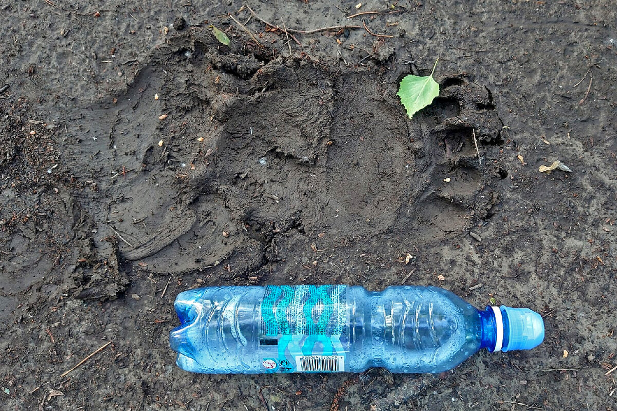     Если хищника вовремя предупредить, то встретить можно будет только его следы